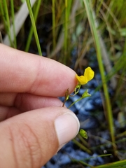 Utricularia