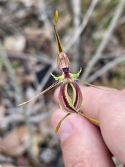 Caladenia plicata