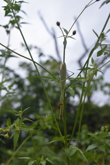 Tenodera sinensis