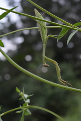Tenodera sinensis