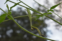 Tenodera sinensis