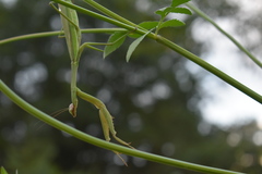 Tenodera sinensis