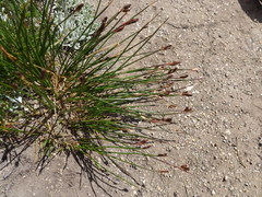 Juncus drummondii