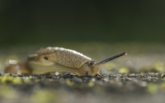 Ariophantidae