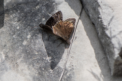 Erynnis lucilius