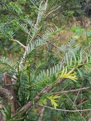Taxus mairei
