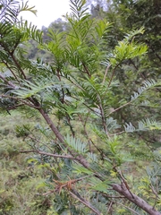 Taxus mairei