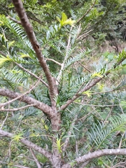 Taxus mairei