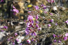 Gompholobium scabrum