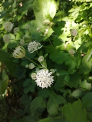 Astrantia pontica
