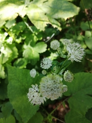 Astrantia pontica