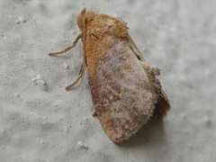 Microleon longipalpis