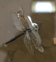 Somatochlora graeseri