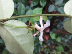 Trachelospermum asiaticum