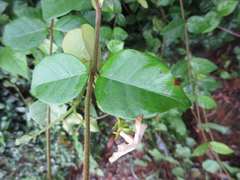 Trachelospermum asiaticum