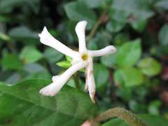 Trachelospermum asiaticum
