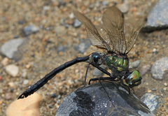 Somatochlora graeseri