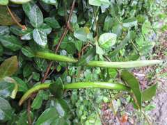 Trachelospermum asiaticum