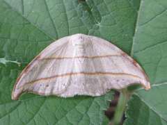 Nordstromia japonica