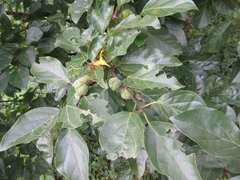 Maclura tricuspidata