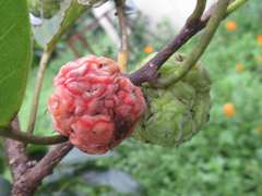 Maclura tricuspidata