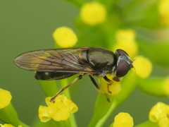 Cheilosia scutellata