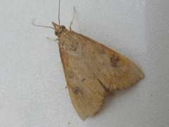 Udea ferrugalis
