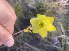 Pimelea suaveolens