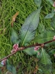 Persicaria maculosa