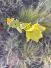 Pimelea suaveolens