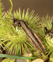 Schmidtiacris schmidti