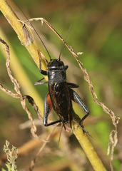 Teleogryllus infernalis