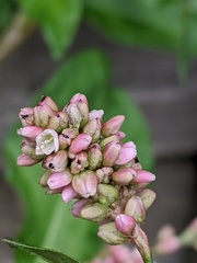 Persicaria maculosa