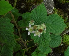 Rubus adenanthoides