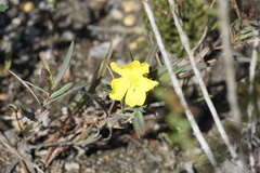 Hibbertia cunninghamii