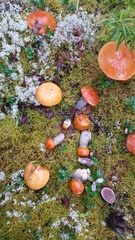 Leccinum