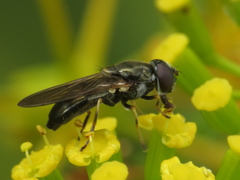 Cheilosia scutellata