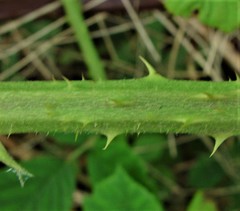 Rubus adenanthoides