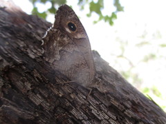 Hipparchia tamadabae