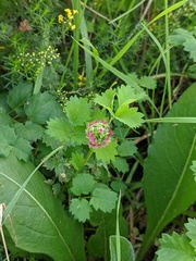 Sanguisorba minor