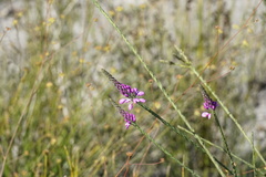 Comesperma virgatum