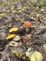 Leccinum