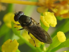 Cheilosia scutellata