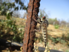 Promachus latitarsatus