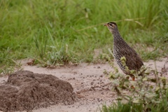 Pternistis icterorhynchus