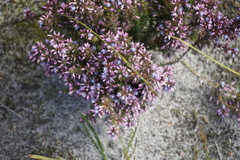 Andersonia caerulea
