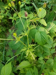 Ranunculus pensylvanicus