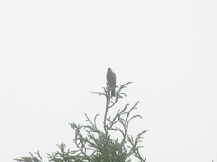 Pyrrhula murina