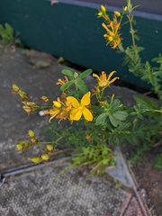 Hypericum perforatum