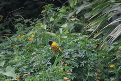 Ploceus jacksoni
